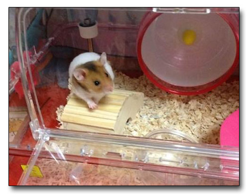 Hamester named Musashi