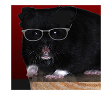 Squit Squat, Vice Presidential candidate