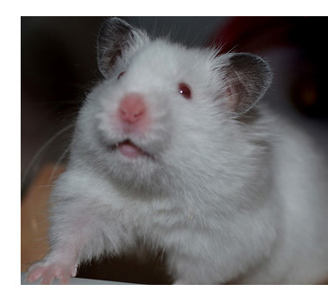 Paralegal Viola T. Ion