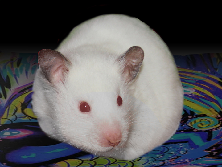 Ruby, mother of Diddley Squat and Monaham